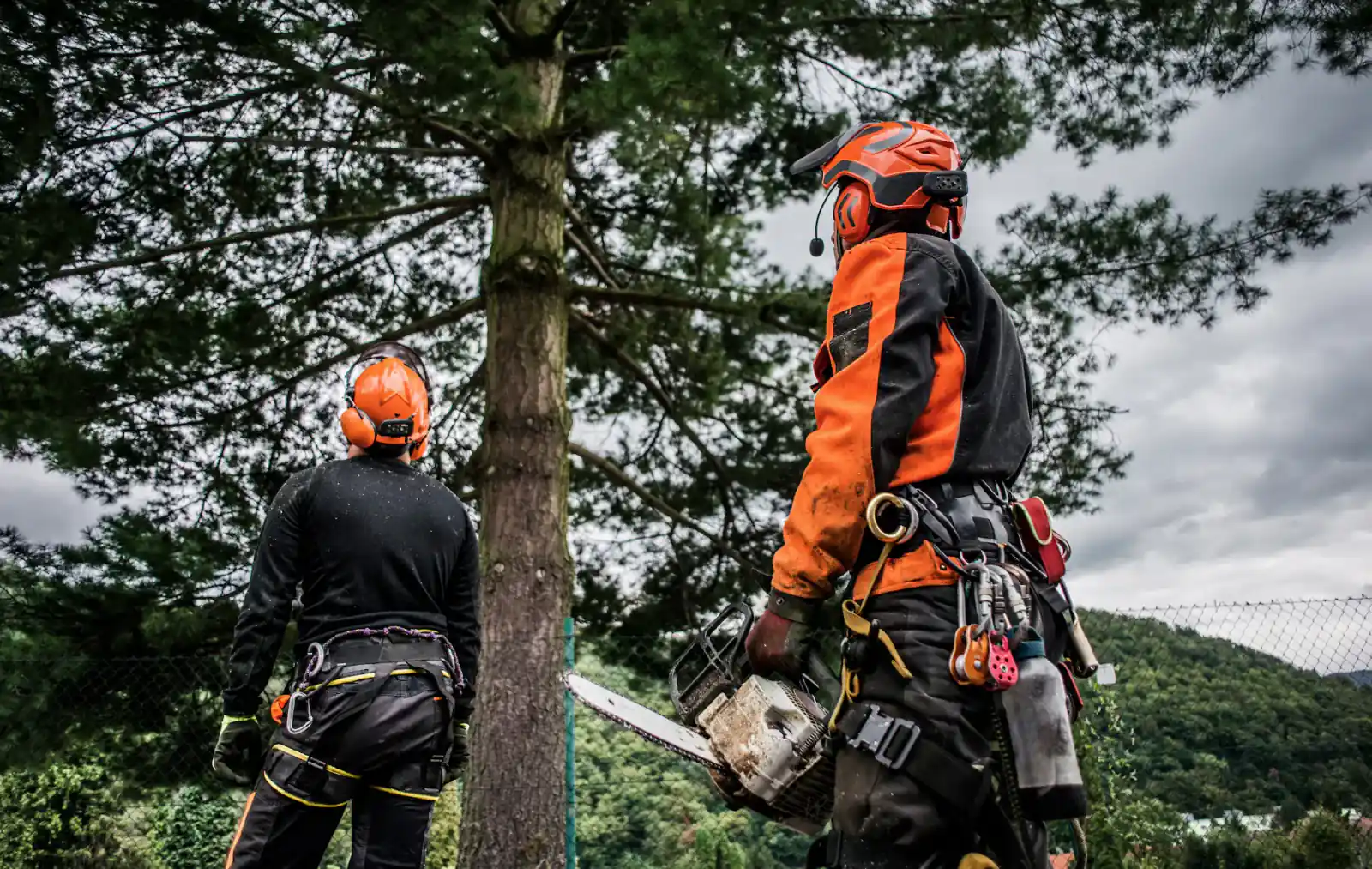 Arborist crew handling heavy-duty local tree removal work